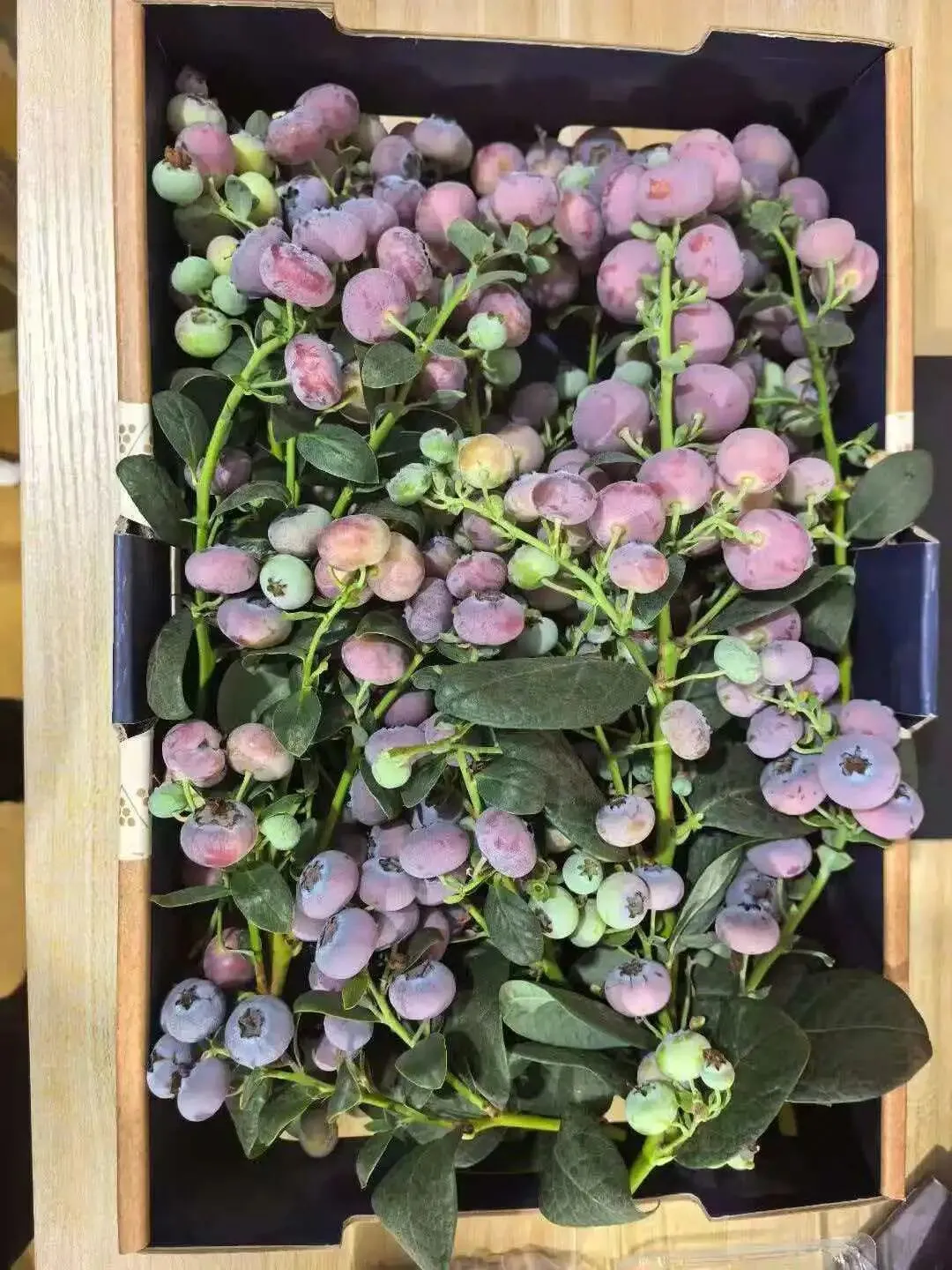 “粉黛”。大连大学蓝莓生物育种技术团队供图。