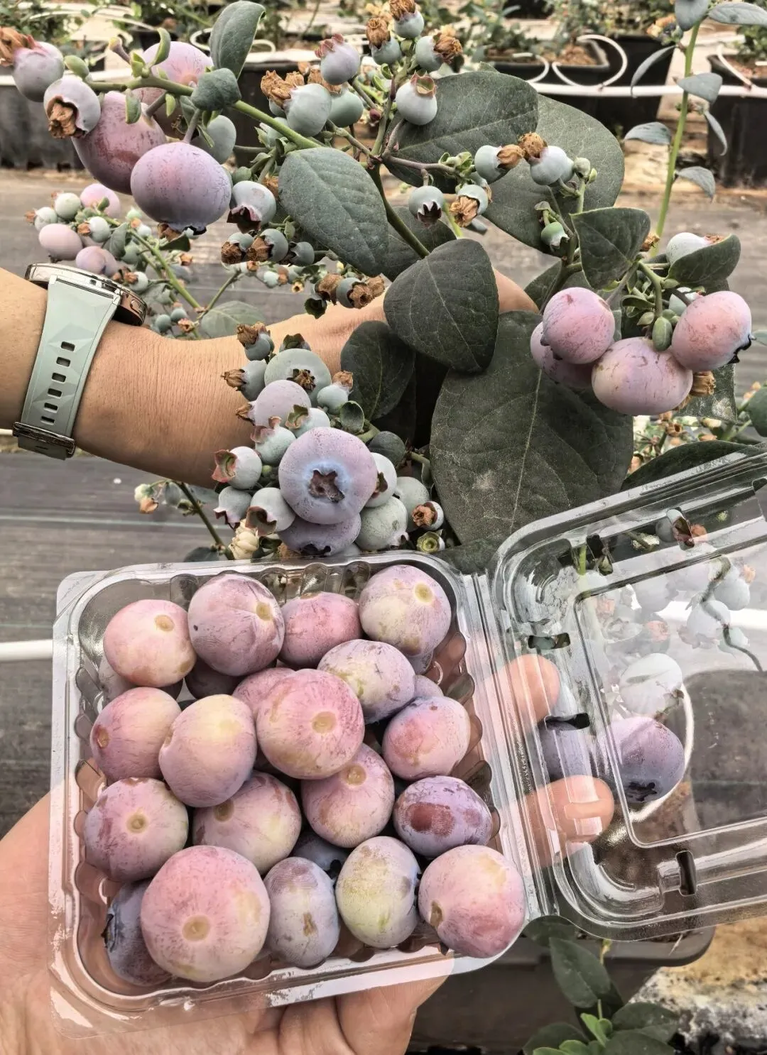 图为真实的“粉色蓝莓”（品种：“粉黛”）。大连大学蓝莓生物育种技术团队供图。