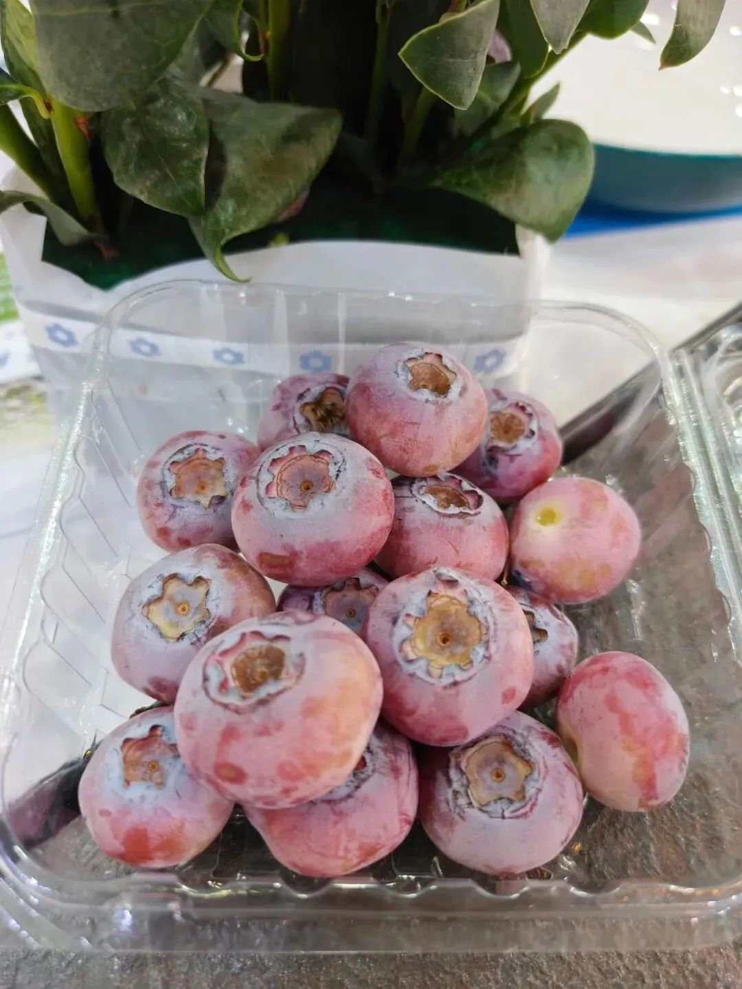 “粉黛”。大连大学蓝莓生物育种技术团队供图。