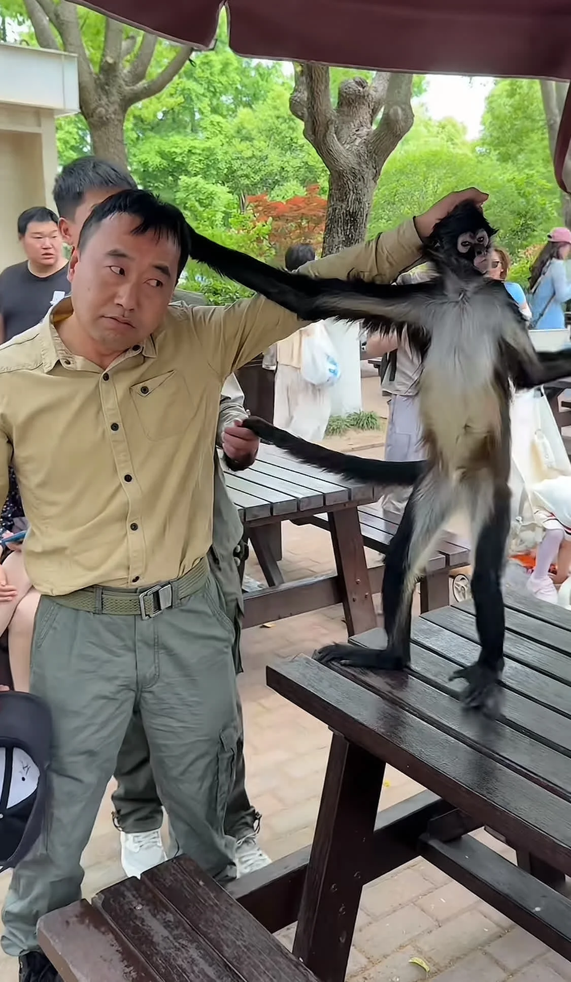上海野生动物园猴子与饲养员互薅头发视频走红