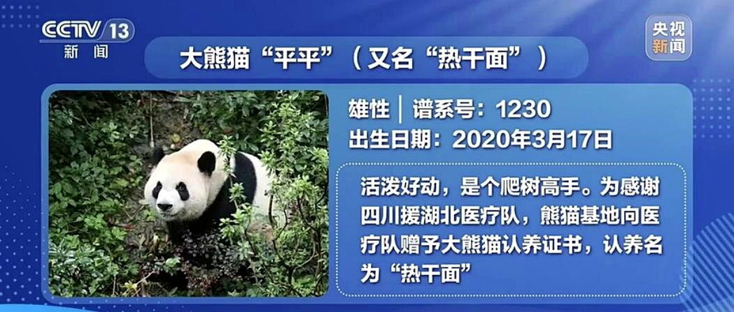 新华社报导,猫熊「平平」、「福双」27日凌晨从成都双流机场搭乘包机赴美,前往亚特... 新华社报导,猫熊「平平」、「福双」27日凌晨从成都双流机场搭乘包机赴美,前往亚特...