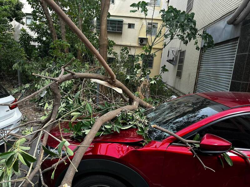 大树倒塌砸轿车,挡风玻璃碎裂,先一步上厕所的车主惊呼逃过一劫。(民众提供) 大树倒塌砸轿车,挡风玻璃碎裂,先一步上厕所的车主惊呼逃过一劫。(民众提供)